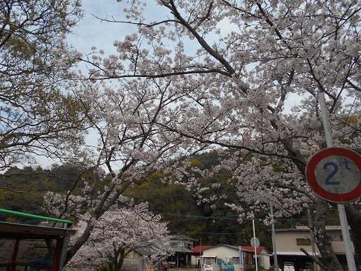 竜王桜満開