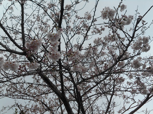 竜王桜　１