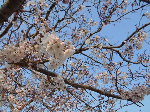 自然桜