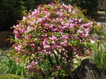 海棠の花