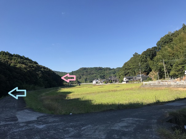 鯉ロード
