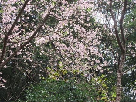 ヒマラヤ桜