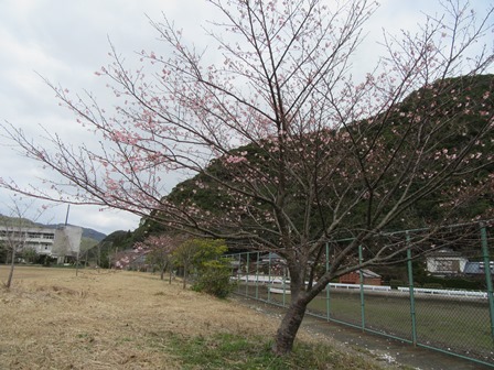 さくら公園