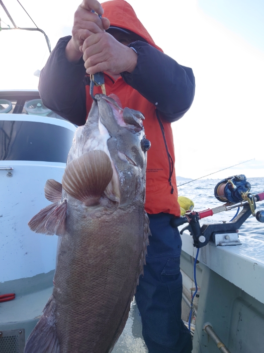 イカ泳がせ釣り