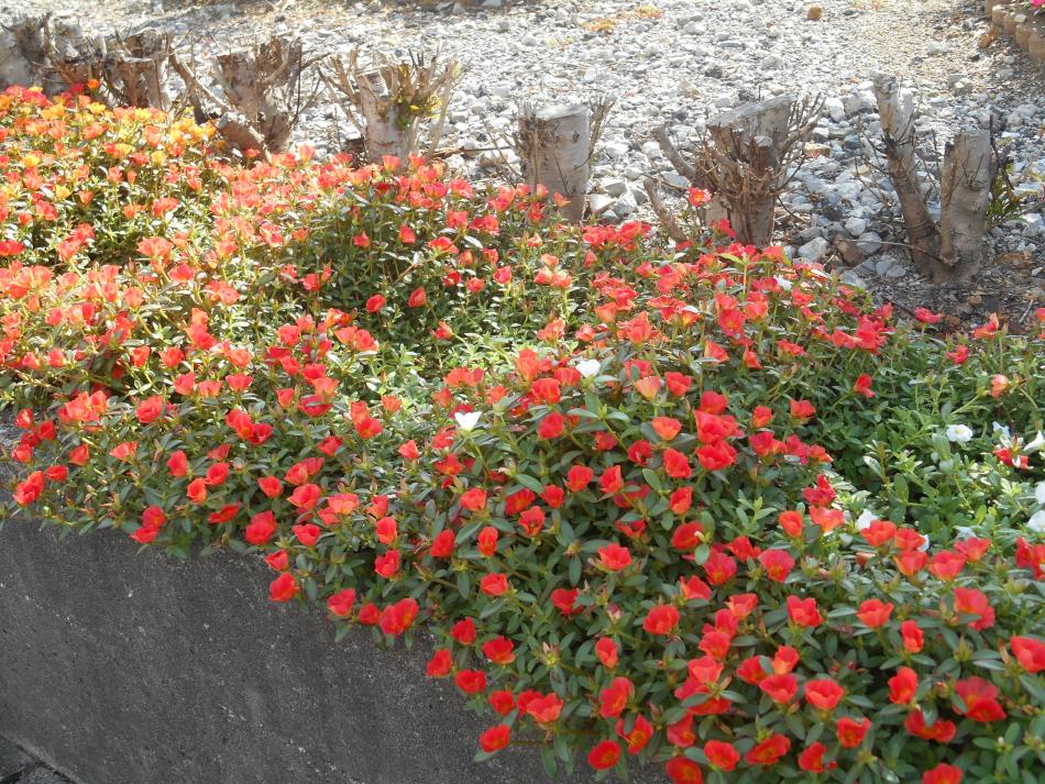 ７月の花