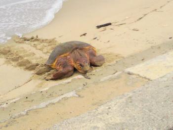 白鶴浜７月２０日（アカウミガメ）