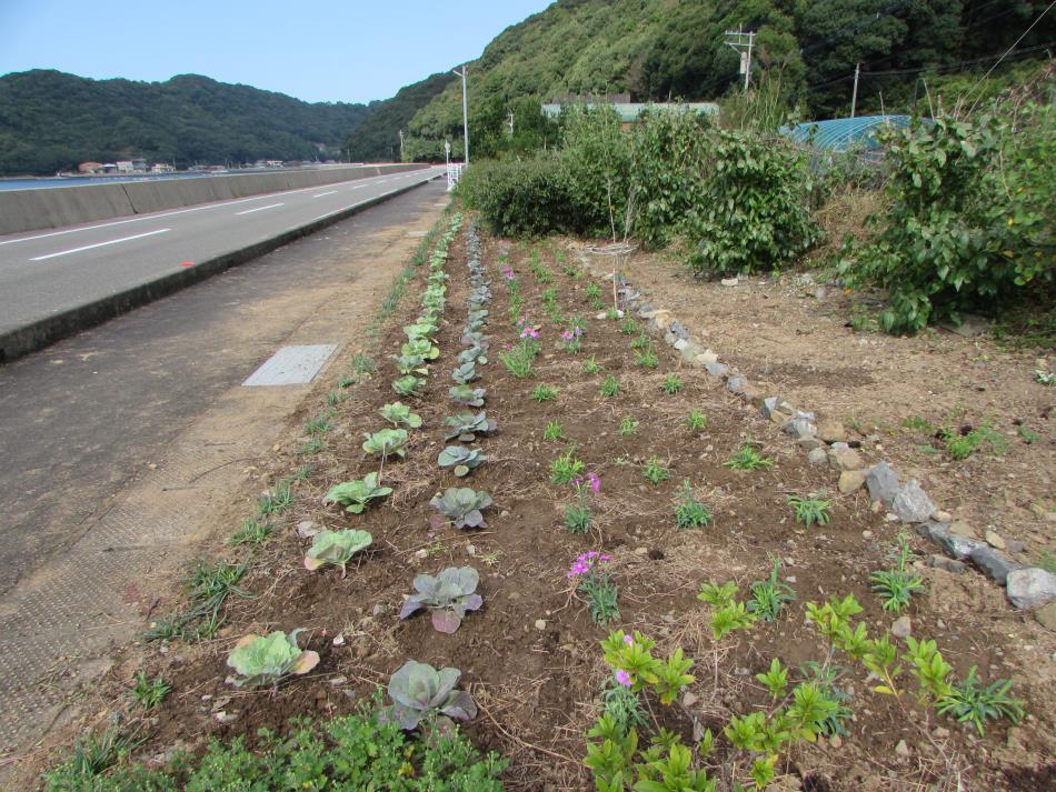 花苗の植栽