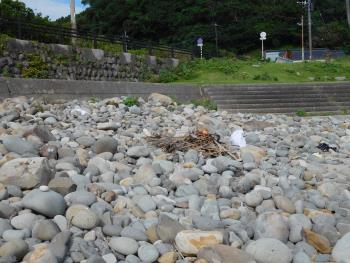 海の日浜掃除