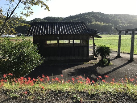 台風後の彼岸花