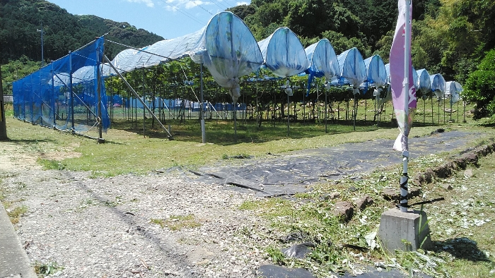 Ｒ８　高浜ぶどう　7月の作業