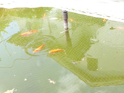元気な金魚とメダカ達🐡