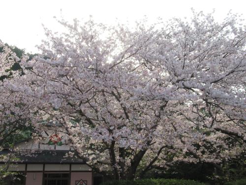 2018桜10