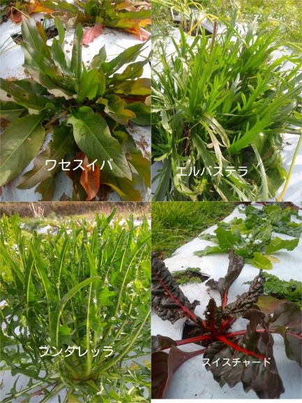 ハーブ野菜