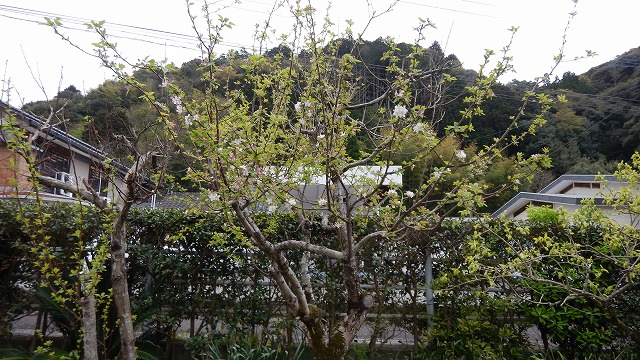 りんご (6)