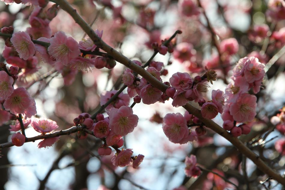 梅の花