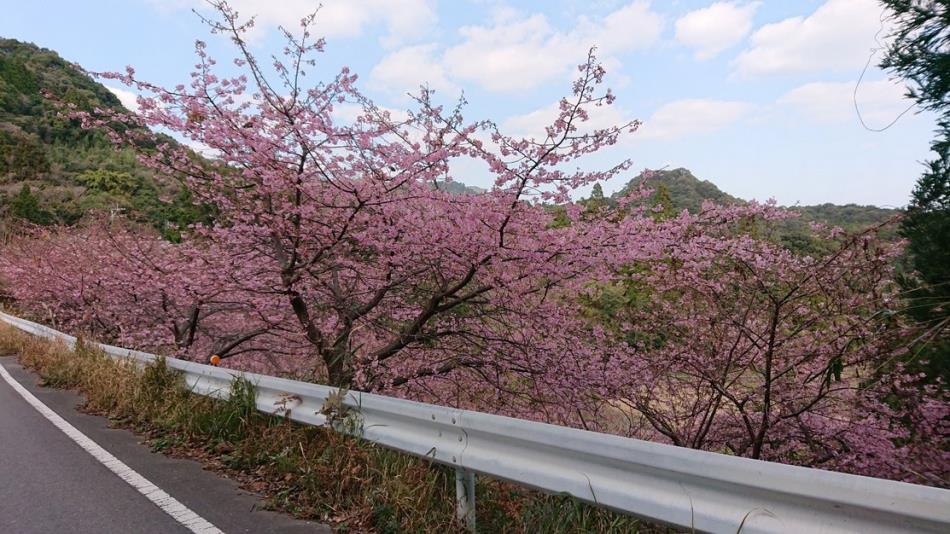 河津桜