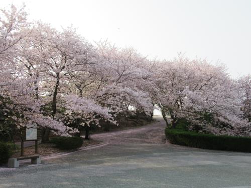 2018桜11