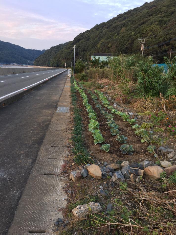 花いっぱい運動