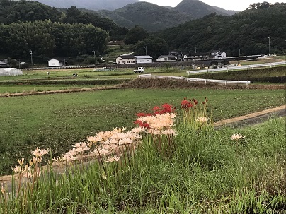 R5彼岸花紅白