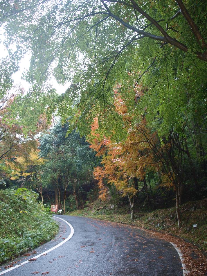 染岳山の山もみじ