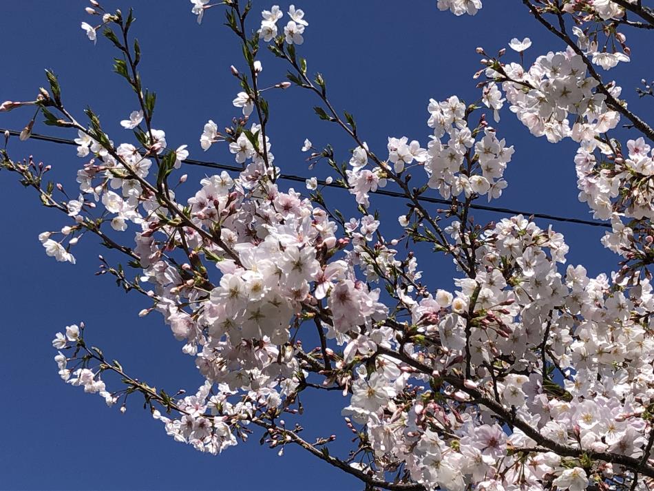 桜⑩