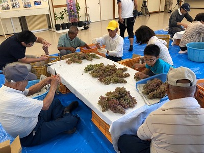 ぶどう収穫（５）