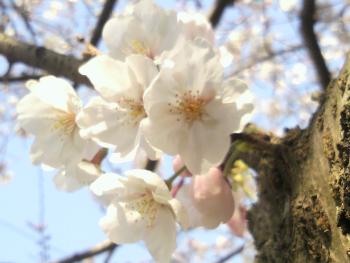 妙見が浦桜