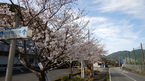 旧河内小体育館前の桜