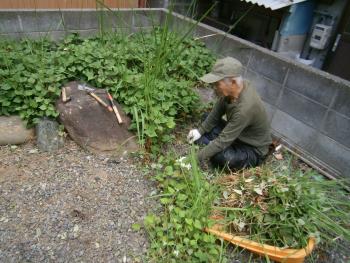 草取り作業