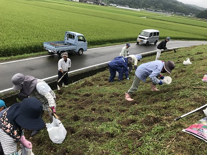 みどりの球根　１