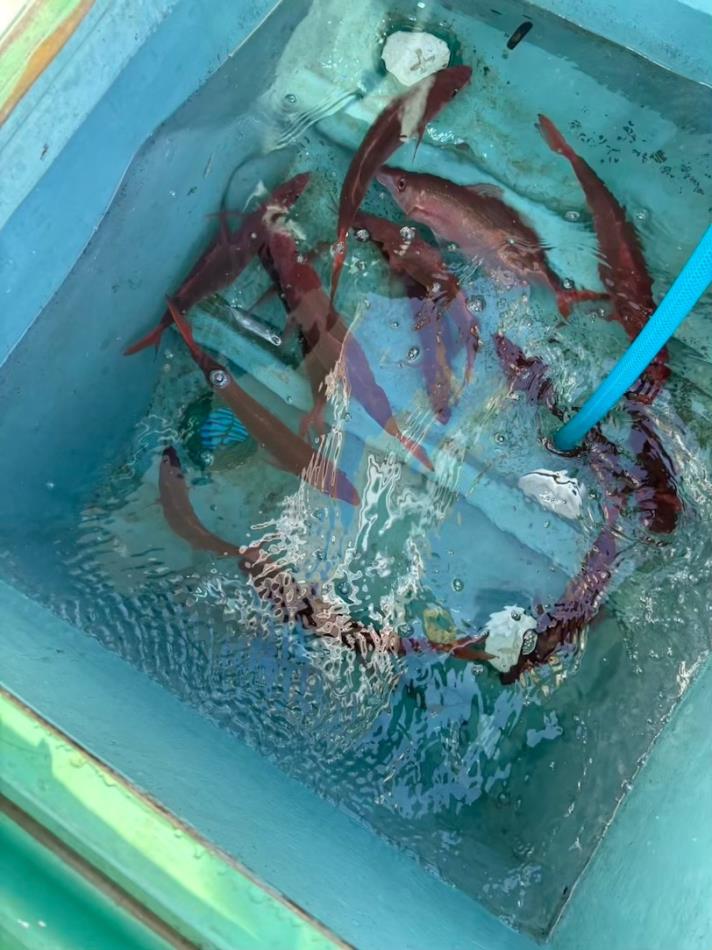 ハチビキ泳がせ