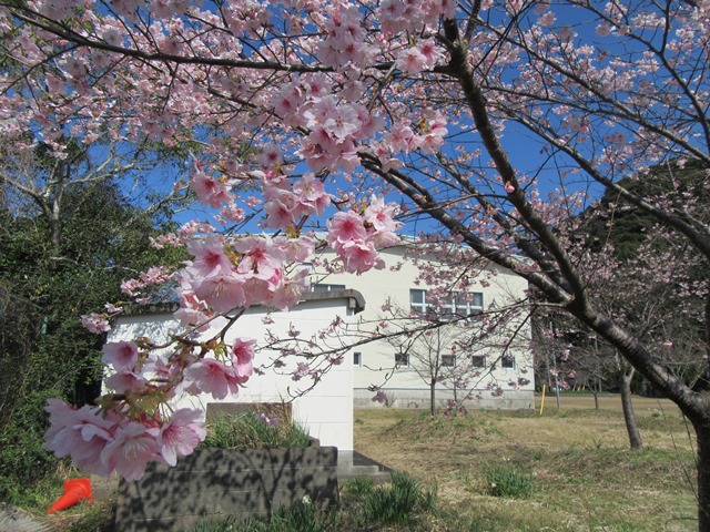 河津桜
