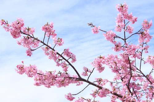 河津桜と青空