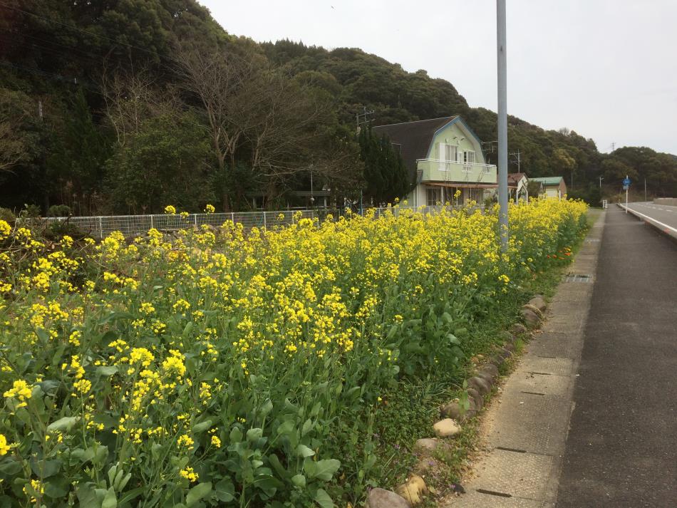 菜の花