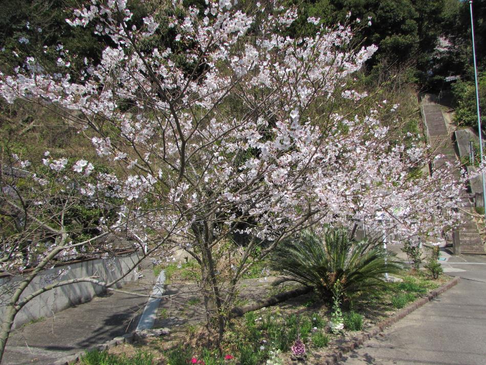 桜（コミセン）