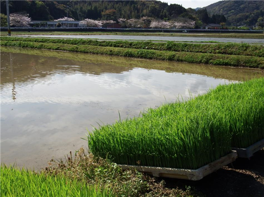 田植え1