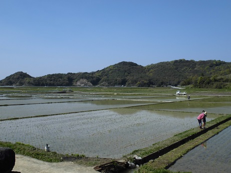 100点田んぼ