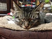 スマホでパチリ　にゃんこ12