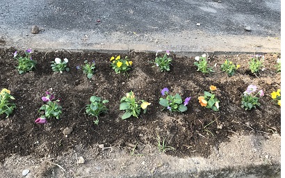 花植え①