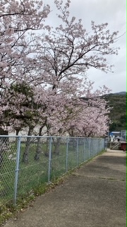 小学校桜