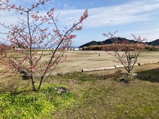 河津桜２月