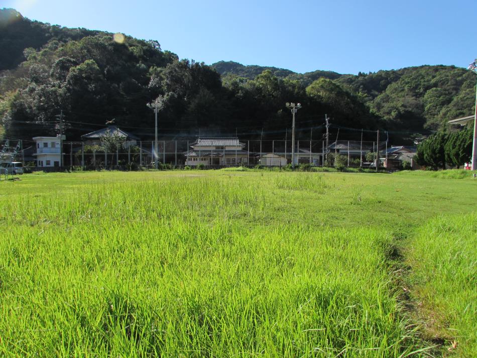 除草作業