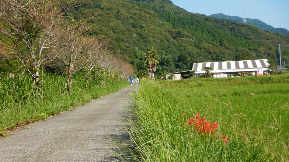 20240929河内川河川清掃 (23)