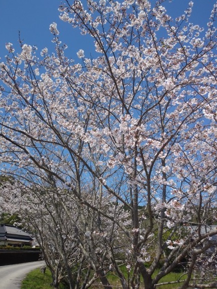 桜満開