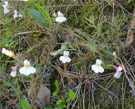 ウスユキクチナシグサ（縮小475×383）