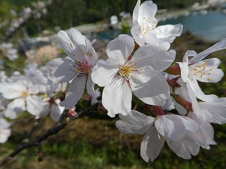 桜