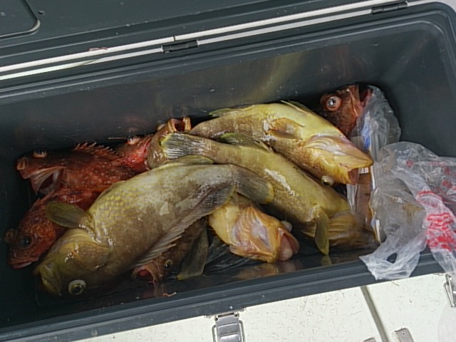 アジ泳がせ釣り