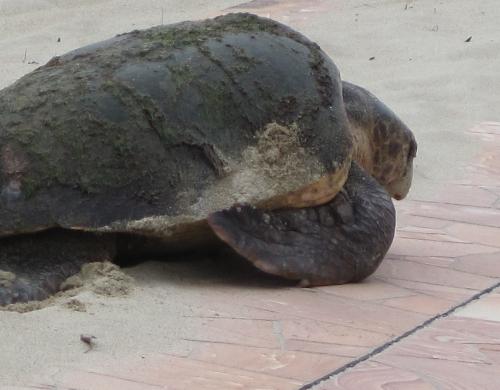 白鶴浜８月７日（アカウミガメ０７）