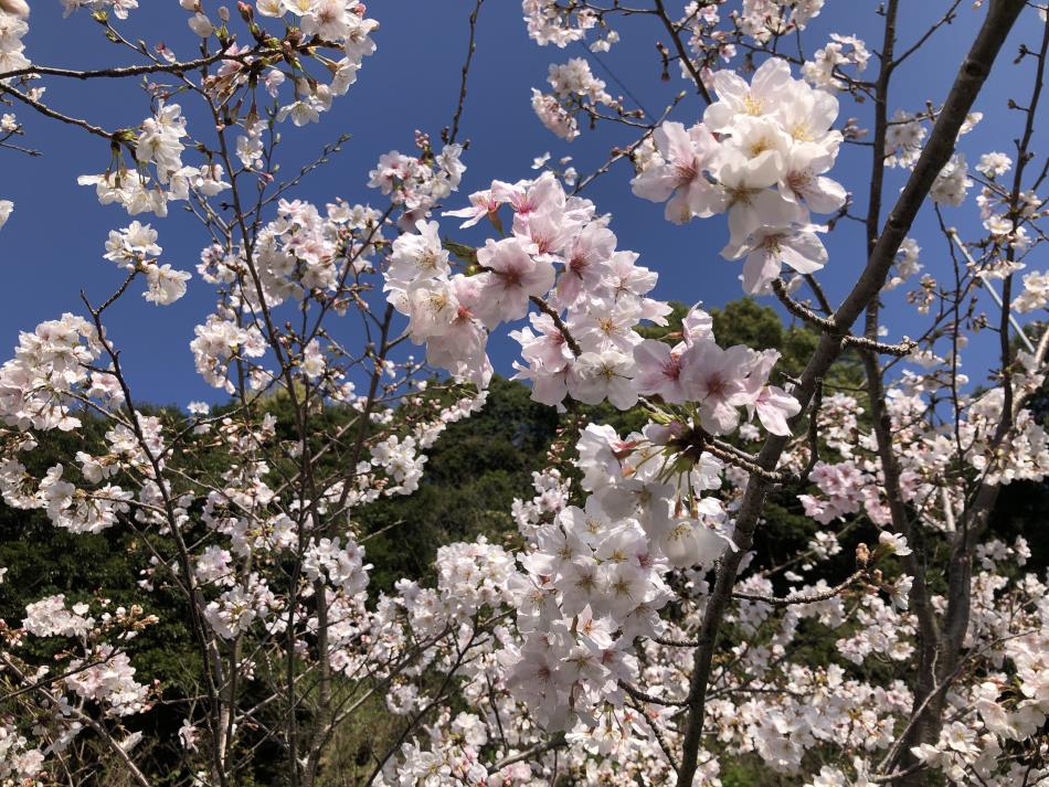 桜③