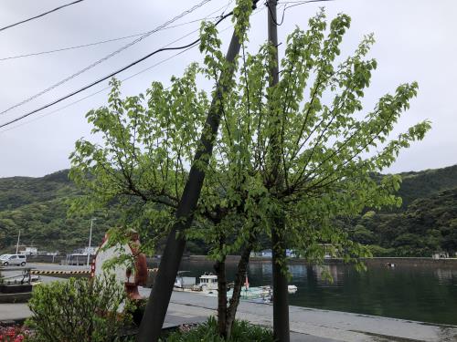 桑の木